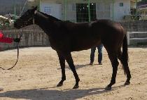 �޵�ġ�� (MEDICI QUEEN) ����