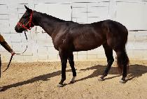 �õ�ϸ�ġ (SYDNEY MANGCHI) ����