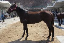 ���丮�޽��� (VICTORY MESSENGER) ����