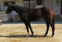 ����Ʈ���� (ELITE LEO) ����