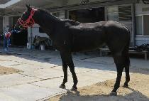 ��������Ʈ (BLACK ELITE) ����