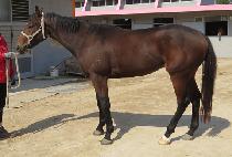 �Ƹ��ȿ��� (ARYAN WANGJA) ����