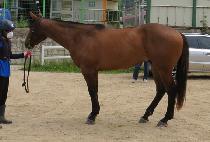 �����ǻ� (MUSOUI PUL) ����