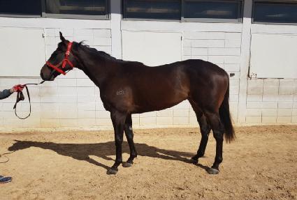 ����� ����