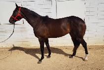 ũ���������� (CRAZY ALPHA) ����