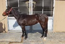 ������� (YES FAIR) ����