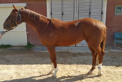 �����ǰ�� ����