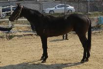 ŷ��� (KINGS STEP) ����