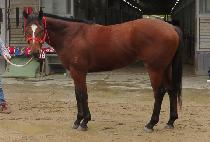 �ұ��Ƿ��� (BULGULUI RUNNER) ����