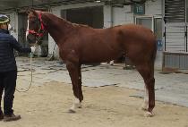 BRIGADIER GENERAL picture