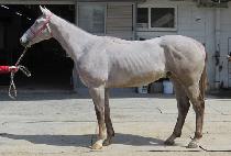 ����è�Ǿ� (MOONHAK CHAMPION) ����