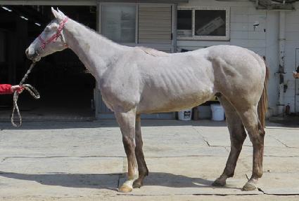 ����è�Ǿ� ����