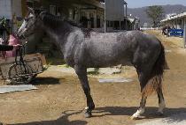 ������ (GANGNAM MAN) ����