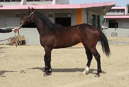 ����ȣũ ����