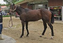 ��ε�ŷ (MELODY KING) ����