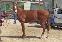 ť�ǵ�Ҹ� (CUPID BULLET) ����