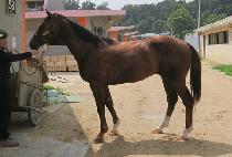 ���Ÿ�ŷ (LUXURY KING) ����