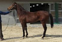 �Ƶ��ӽ��� (ADELE MUSTANG) ����