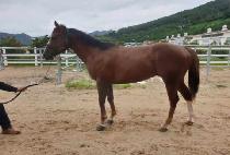 ��ȣ�� (BIHO SUN) ����