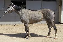 �׷���Ĺ (GRAY CAT) ����