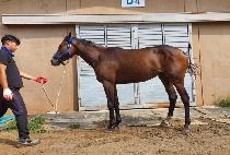 Ʈ���̹����� (TRIBAL DANCER) ����