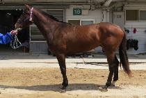 ������ (JANGSAN MONSTER) ����