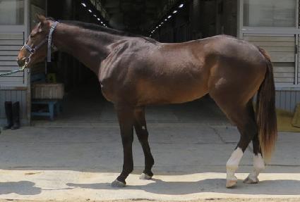 ��꽺ŸƮ ����