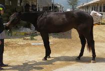 ��������� (JANGSAN FOREVER) ����