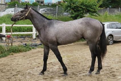 ���������̵� ����