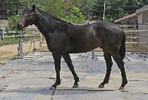 Ȳ�ݷε� (HWANGGEUM ROAD) ����