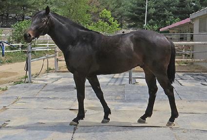 Ȳ�ݷε� ����