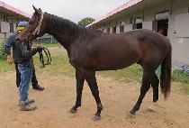 ���ʽ��ε� (WINNER��S ROAD) ����