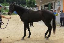 ī�Ϸ����� (KAILLUM JEWANG) ����