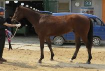 ������ (MABOSS) ����