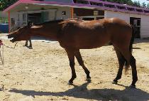 ���ƿ»Ǻ��� (DORAON POPEYE) ����