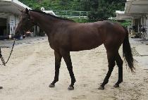 �׸���Ʈ (GREEN WATT) ����