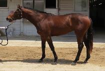 �������̽� (JEONGMUN ACE) ����