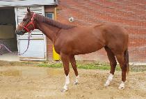 �ݾ�ĳ���� (GEUMA CAVALRY) ����