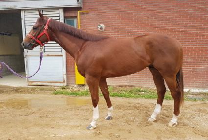 �ݾ�ĳ���� ����