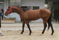 ��Ʈ���� (DIRT SURFER) ����