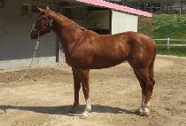 ������ (SUN FO RE) ����