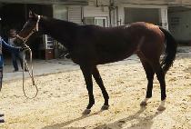 ũ��������Ÿ (CRAZY DELTA) ����