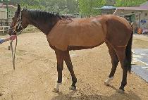 ����� (MORNING PEARL) ����