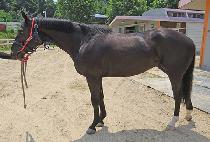 �����׷��̽� (MAGIC GRACE) ����