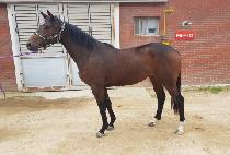 ������Ʈ (LANGFUHR HEART) ����