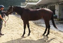 ���ϰ� (MACH GIRL) ����