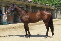 ��õ���� (INCHEON BOSS) ����