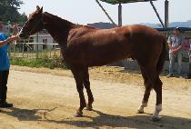 ��󺸻轺 (BRAVO SOCKS) ����