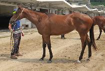 �뵿���� (DAEDONG FORCE) ����