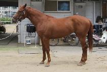 ������Ʈ (THUNDER BEAST) ����